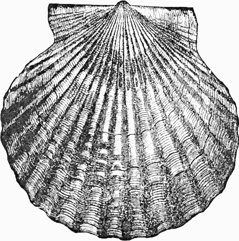 Detailed black-and-white line drawing of a scallop shell with radial ribs and concentric growth lines.