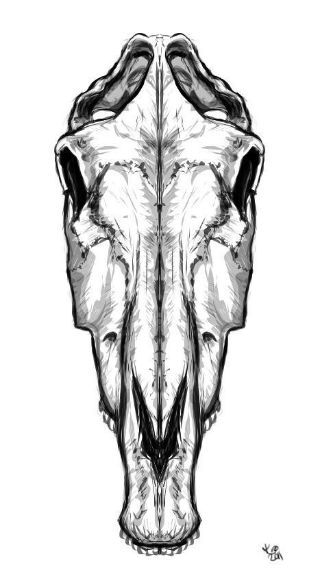 Detailed black-and-white sketch of a symmetrical animal skull, likely bovine, with prominent nasal cavity and orbital sockets.