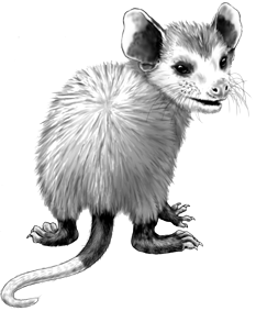 Opossum Illustration - Realistic Black-and-White Wildlife Drawing