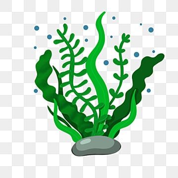 Green seaweed and kelp illustration growing from a gray rock with blue bubbles, cartoon-style aquatic plant graphic.