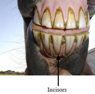 Close-up of a horse's mouth showing upper and lower incisors, with visible tartar buildup and gum line.