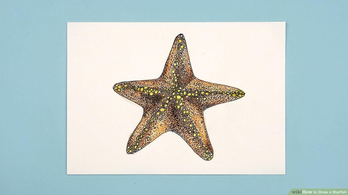 Starfish  ClipArt ETC