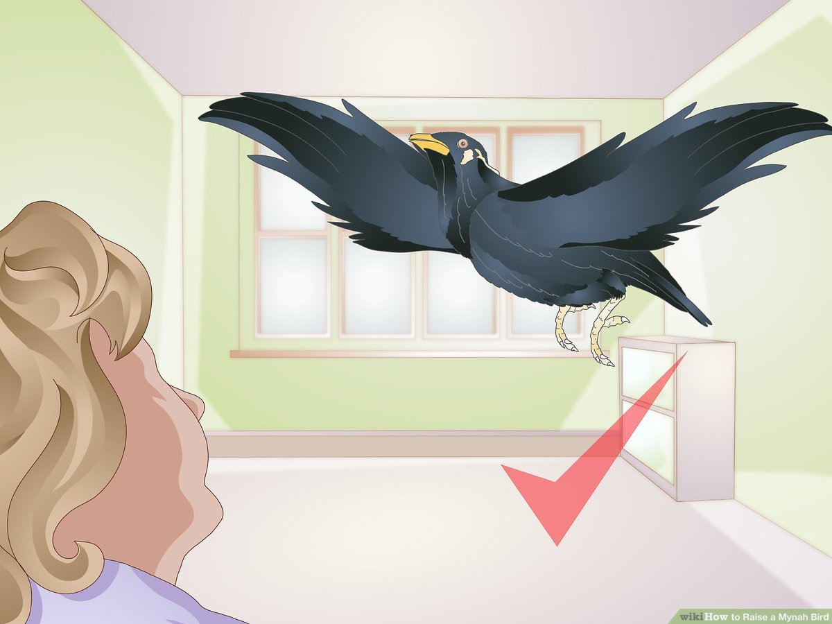 A person observes a mynah bird in mid-flight inside a room, wings spread wide near a cabinet and window.