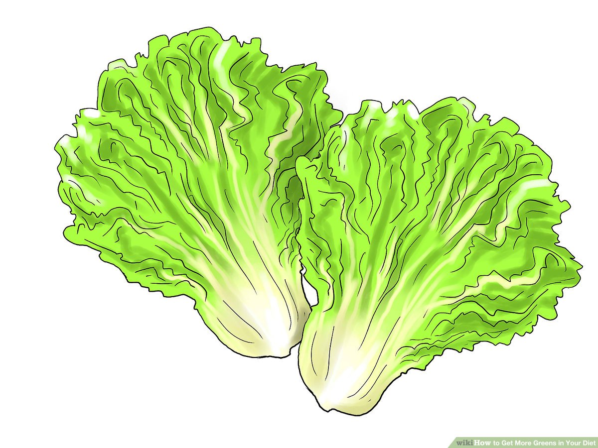 Two fresh heads of crisp green lettuce with ruffled leaves and pale stems, illustrated in vibrant detail.
