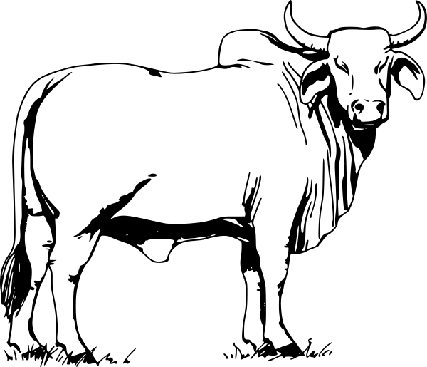 Black-and-white line drawing of a zebu bull with hump, large ears, and curved horns standing on grass.