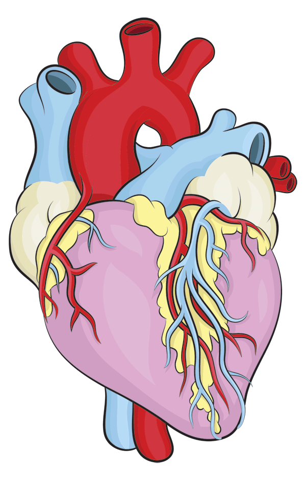 Human Heart Anatomy Diagram - Educational Medical Illustration