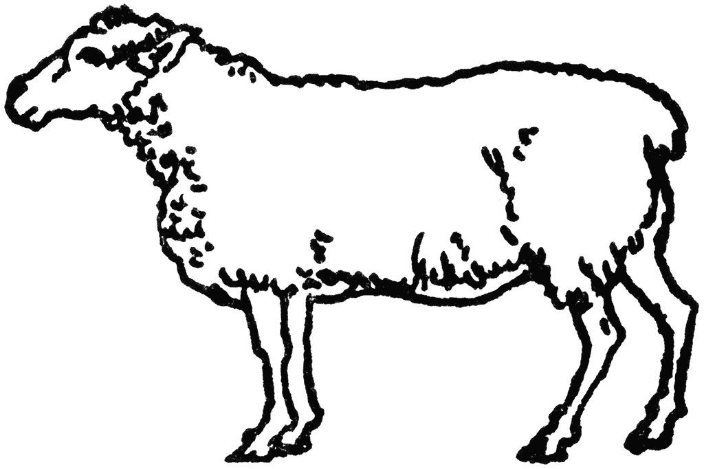 Black-and-white line drawing of a standing sheep with woolly texture and detailed legs and head.