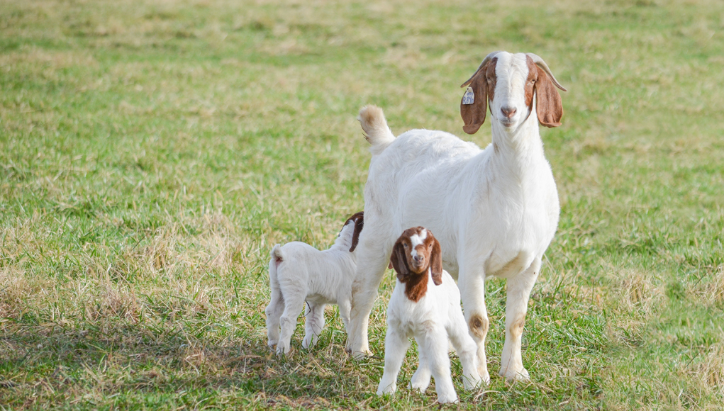 Ultrasounds and Udder Signs: How to Tell If a Goat Is Pregnant - Clip ...