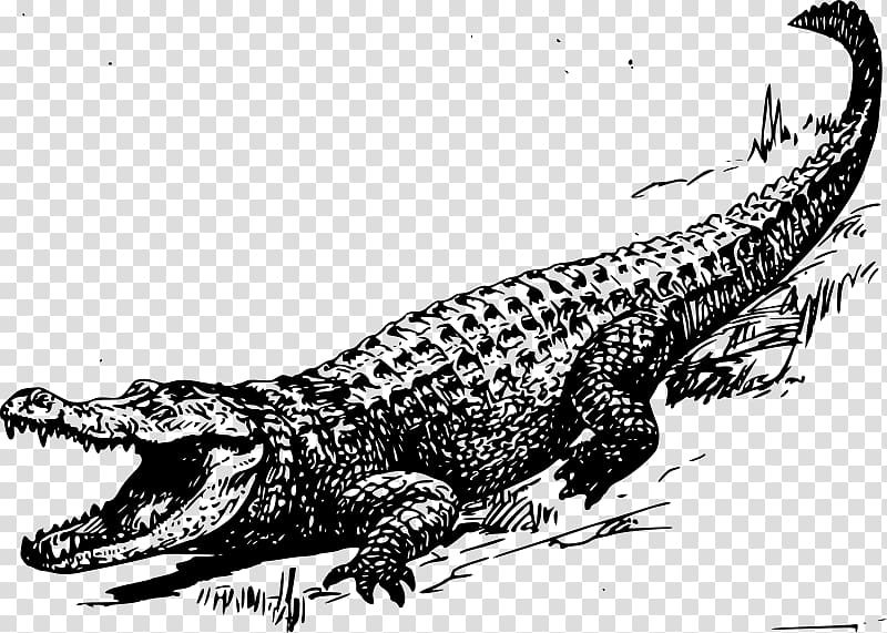 Black-and-white line drawing of a crocodile with open jaws, detailed scales, and raised tail on transparent background.
