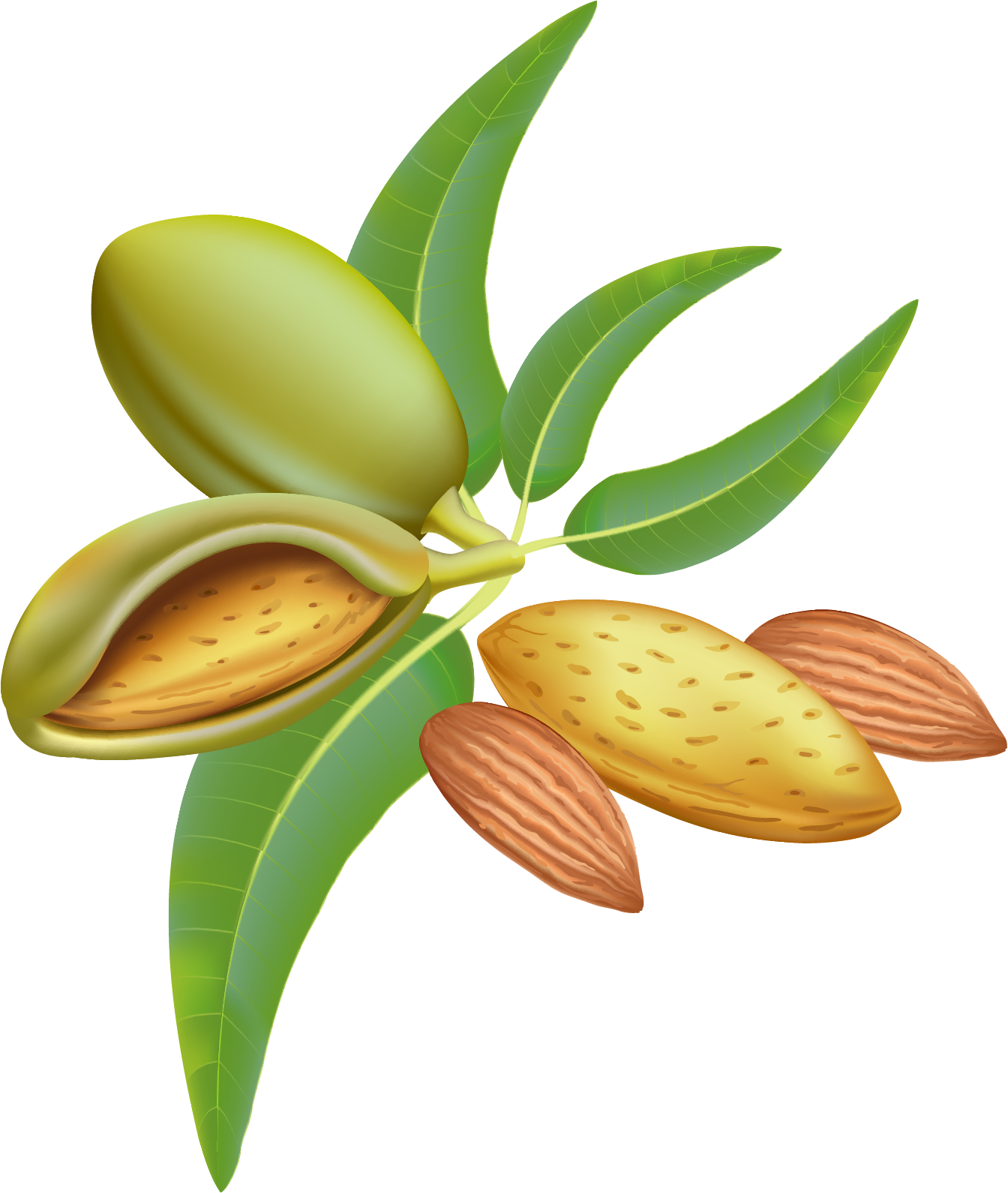Almond Free PNG Images, Almond Tree Clipart Download - Free - Clip Art ...