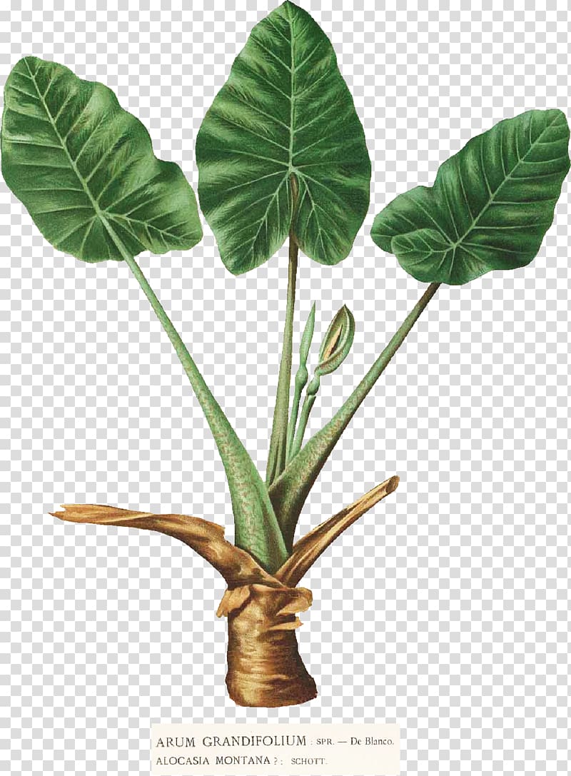 Botanical illustration of Arum grandifolium, showing large green leaves, stem, and brownish base with Latin labels.