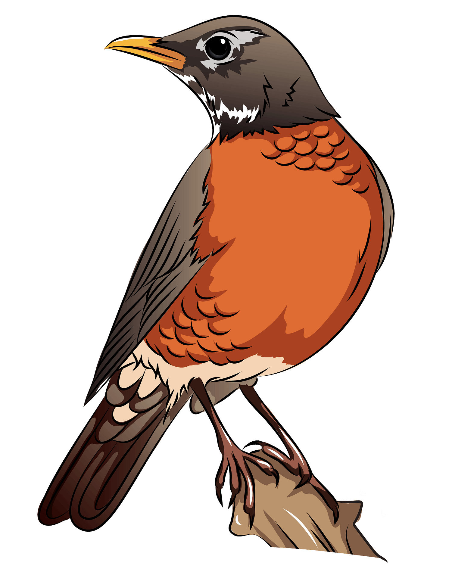Christmas robin clipart. Free download transparent .PNG Clipart Library ...