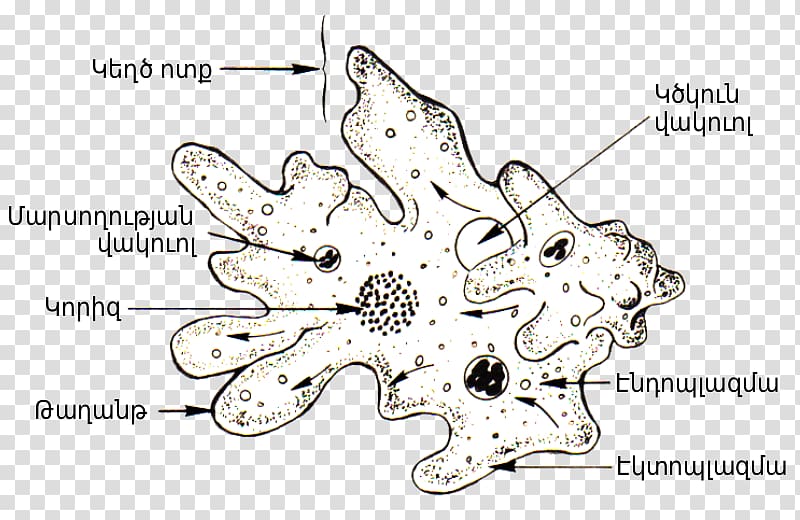 Amoeba Diagrams Diagrams My Xxx Hot Girl 5850