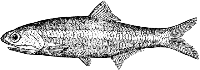 Detailed black-and-white scientific illustration of a herring-like fish with visible scales, fins, and open mouth.