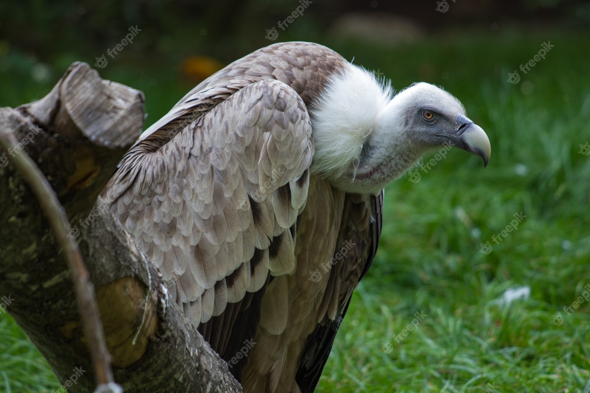 Vulture PNG Transparent Images Free Download | Vector Files | Pngtree ...