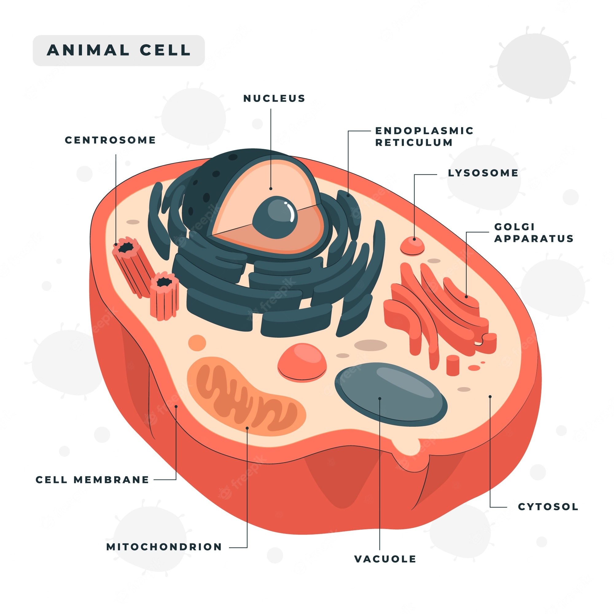 Cytoplasm Clipart Clip Art Library - vrogue.co