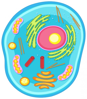 animal cells - Clip Art Library