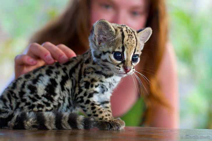 Adorable ocelot kitten with spotted fur and large blue eyes, gently held by a person on a wooden table.