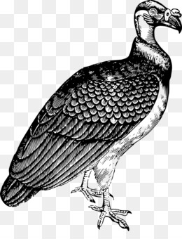 Detailed black-and-white illustration of a vulture with textured feathers, hooked beak, and strong talons.