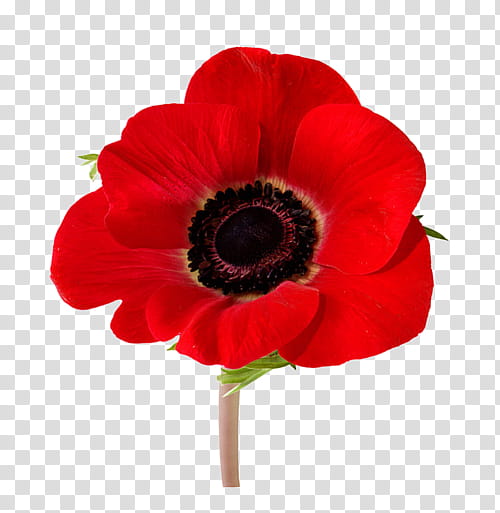 Vibrant red anemone flower with dark center and delicate petals on transparent background.