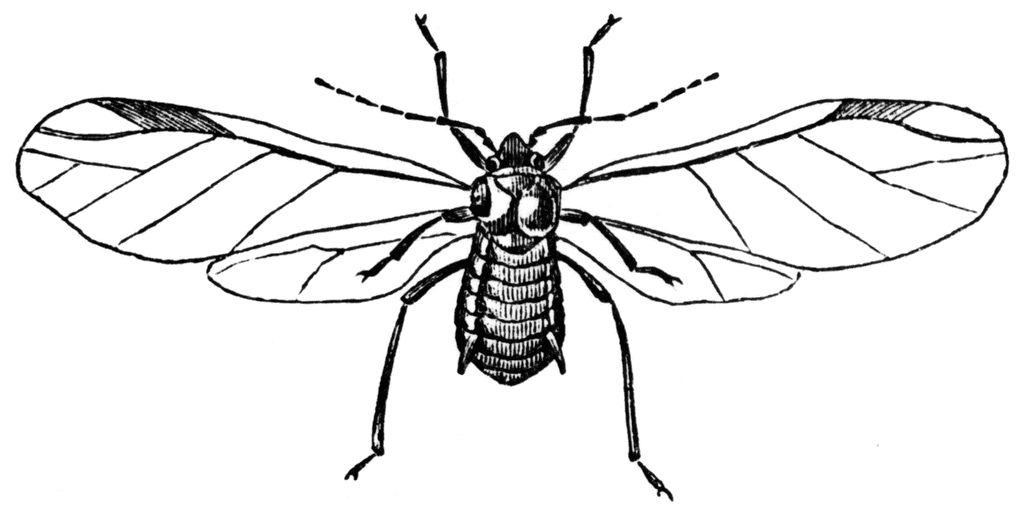 Detailed black-and-white illustration of a winged insect with segmented body, veined wings, and long antennae.