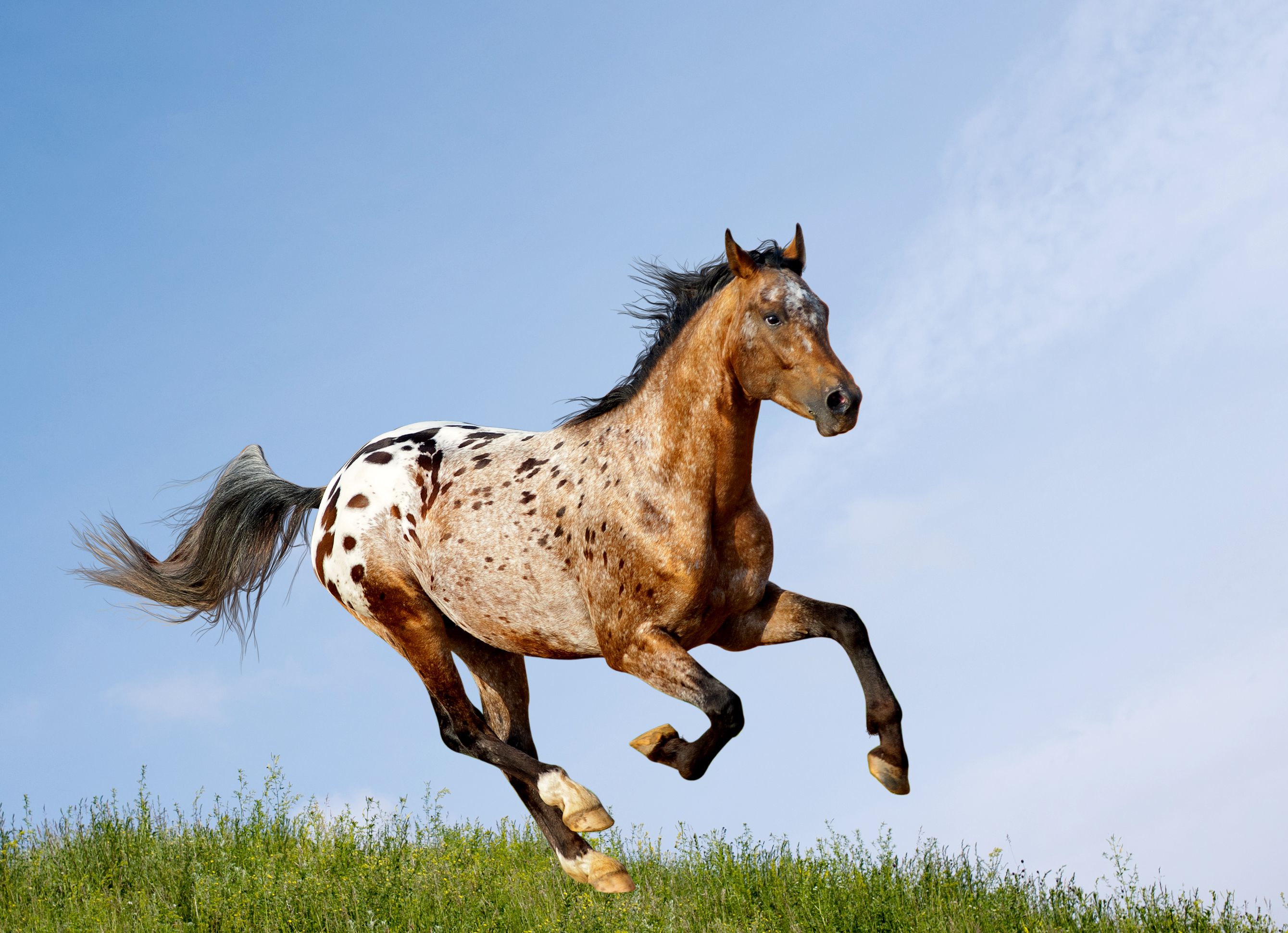 A spotted Appaloosa horse gallops mid-air over a green meadow under a clear blue sky.
