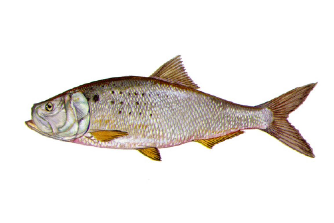 Illustration of a silver fish with dark spots, yellow-tinged fins, and a streamlined body against a white background.