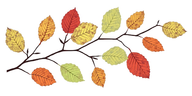 Autumn branch with colorful leaves in red, orange, yellow, and green on white background.