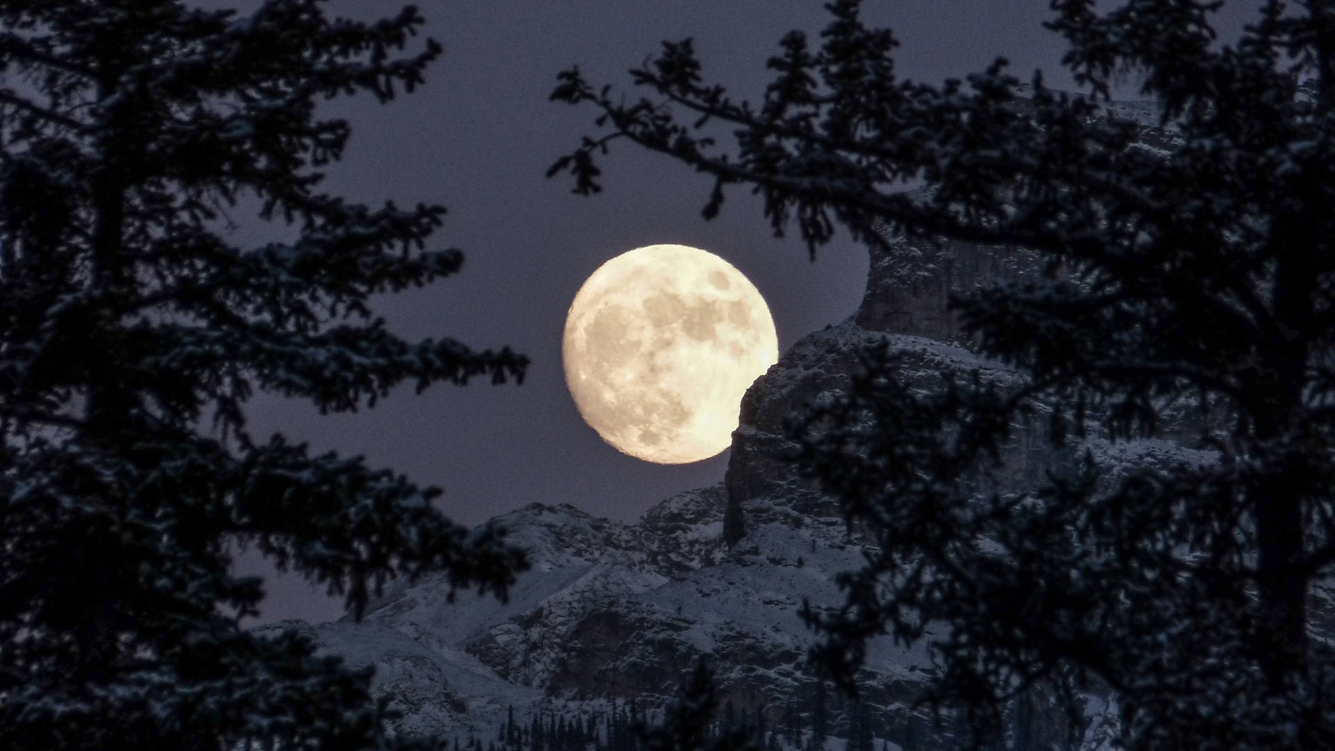 Full moon rising behind snow-dusted mountains, framed by silhouetted evergreen branches at dusk.