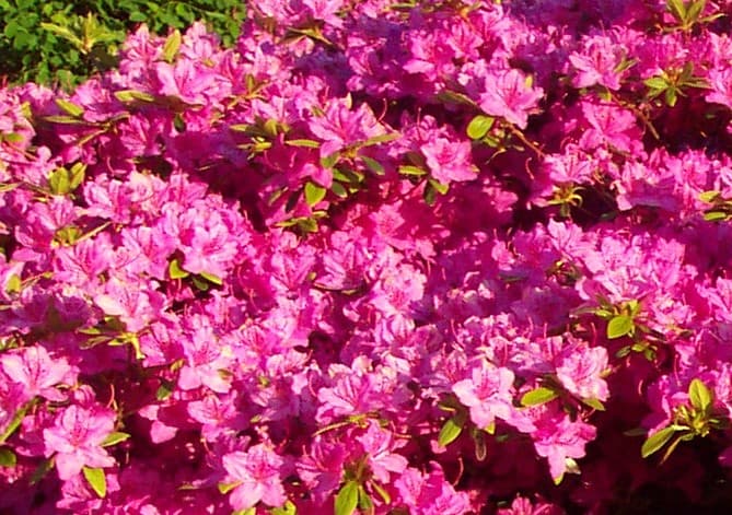 Vibrant pink azalea blossoms in full bloom with green leaves, captured in bright sunlight.