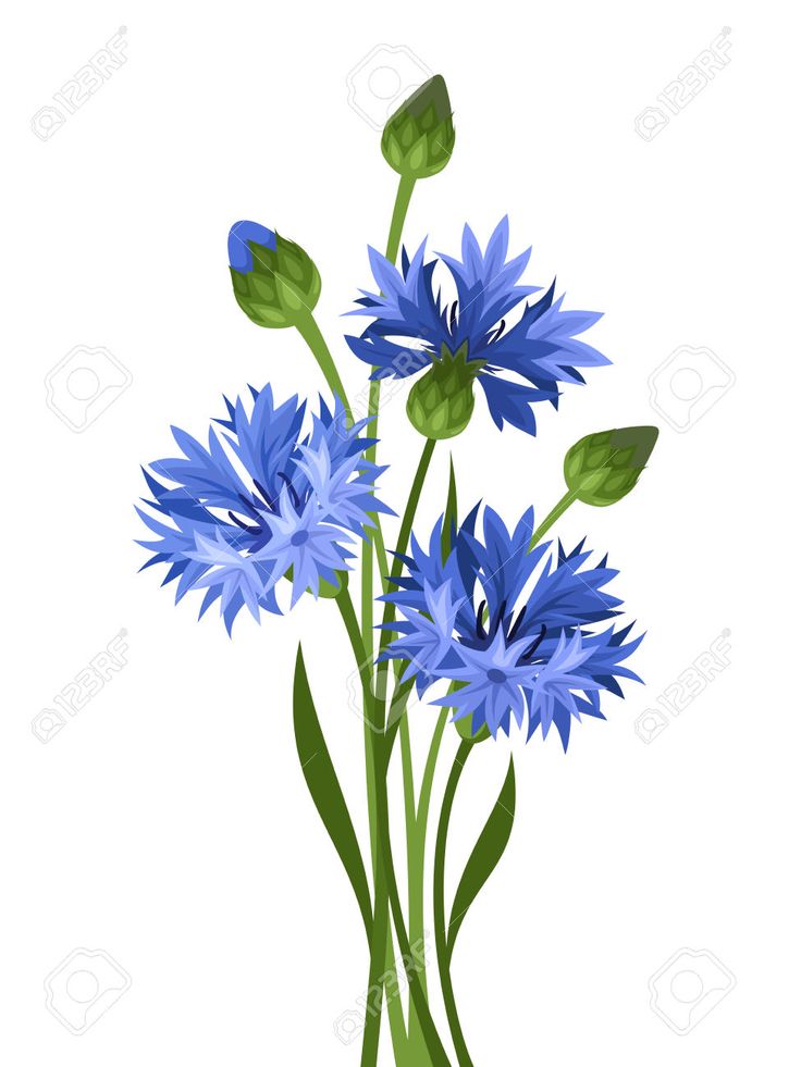 Blue Cornflower Illustration - Elegant Floral Vector Art for Design