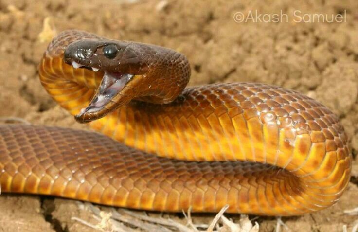 fierce snakes