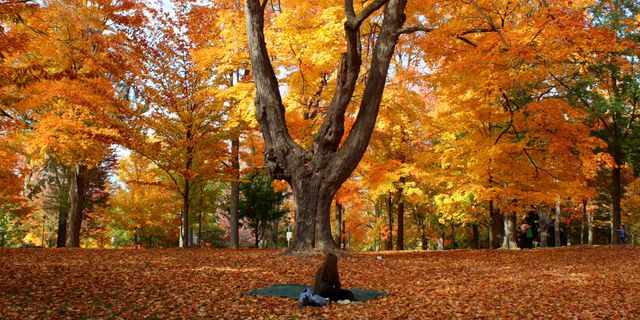 Autumn Oak Tree in Fall Forest - Nature Photography
