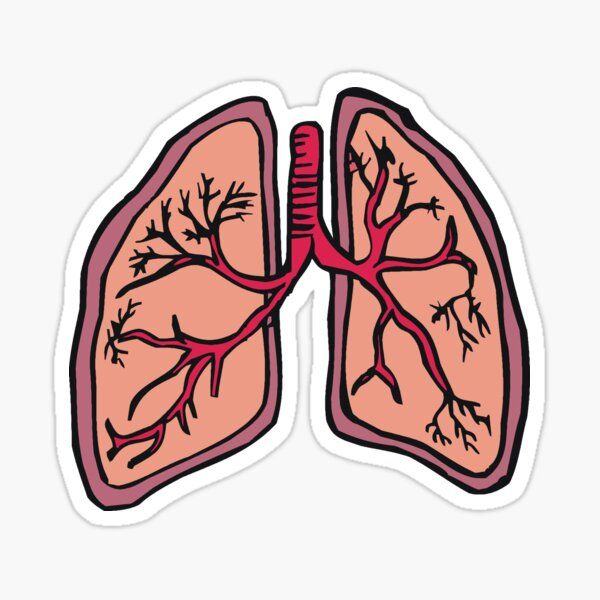 respiratory system clip art