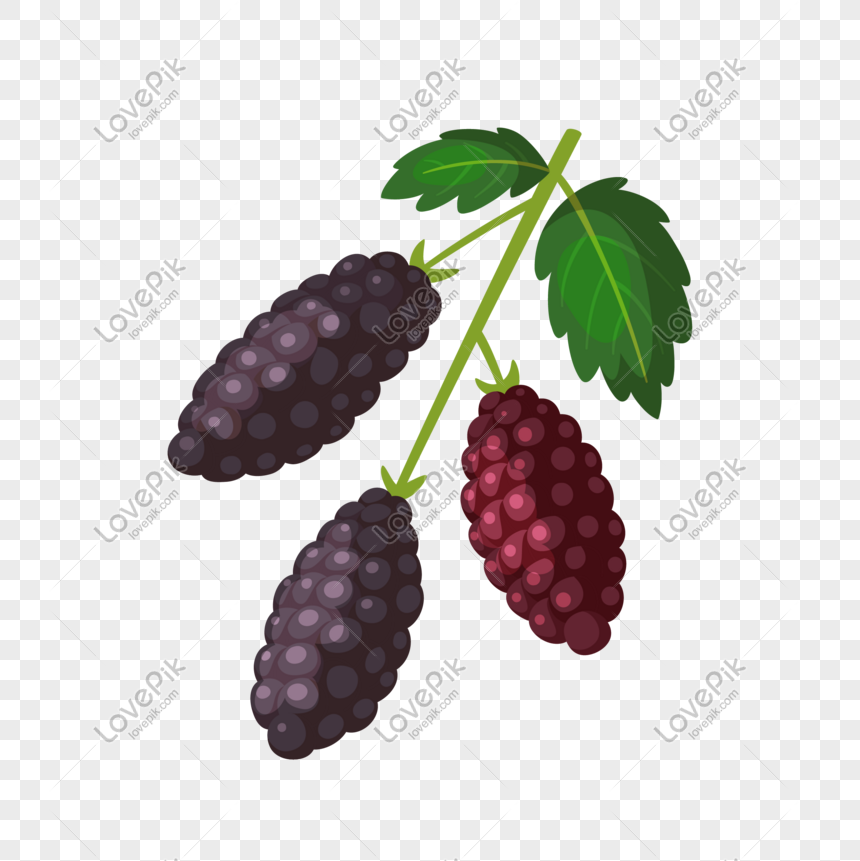 Three ripe mulberries-two dark purple, one red-clustered on a green stem with leaves, illustrated in flat vector style.