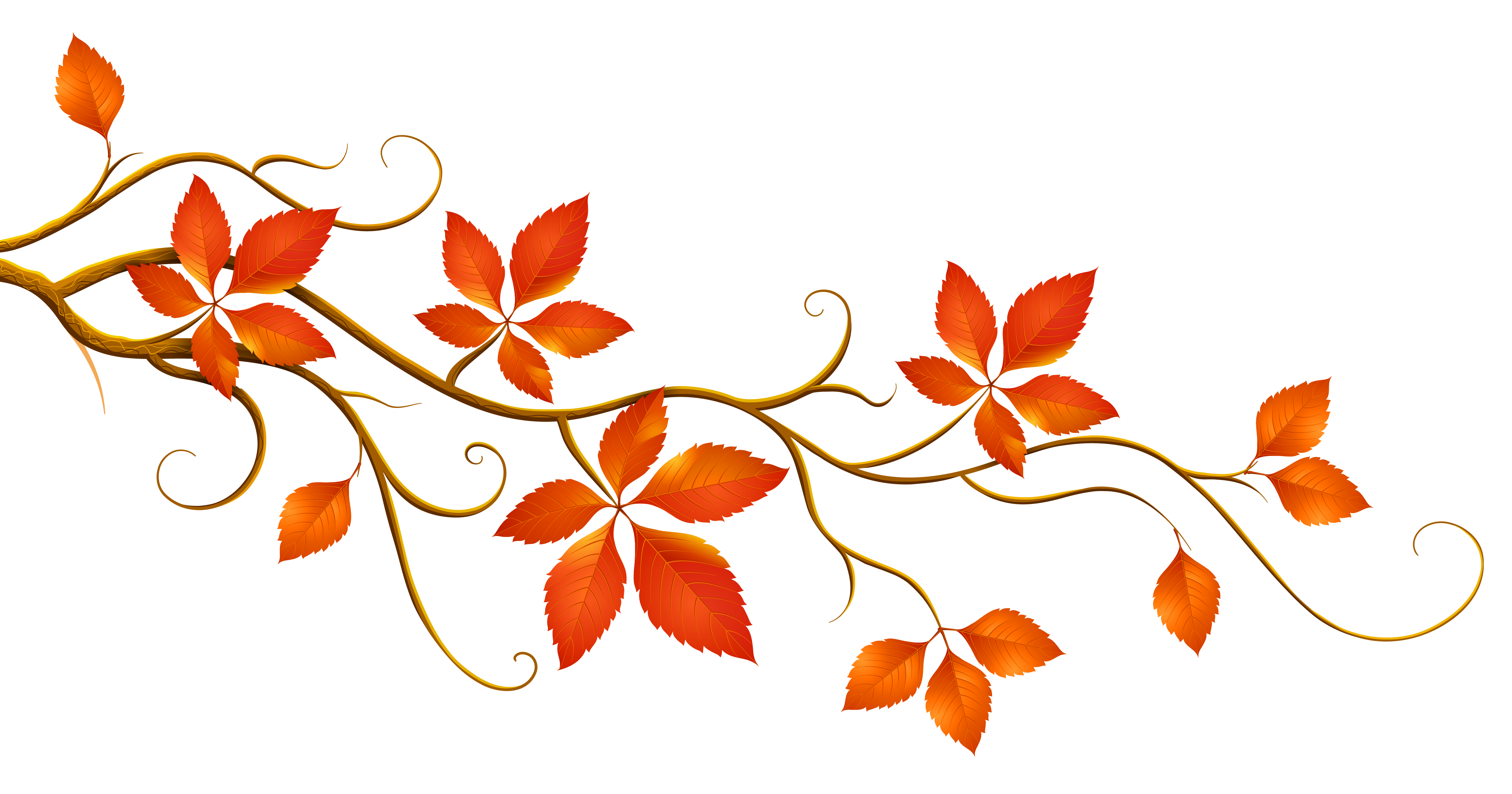 Autumn vine with orange-red maple-like leaves and elegant swirling tendrils on white background.