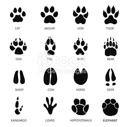 Kangaroo Footprint silhouette images - Google Search - Clip Art Library