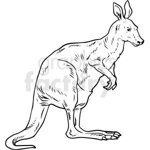 Black-and-white line drawing of a standing kangaroo in profile, showing muscular hind legs, long tail, and upright posture.