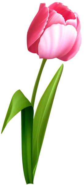 A vibrant pink tulip with green stem and leaves, isolated on transparent background.