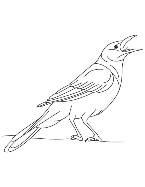 Line drawing of a crow with open beak, perched on a branch, detailed feather outlines.