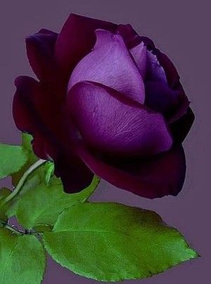 A deep purple rose with velvety petals and green leaves against a muted background.