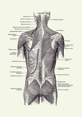 Anatomical illustration of the human posterior musculoskeletal system with labeled muscles and structures.