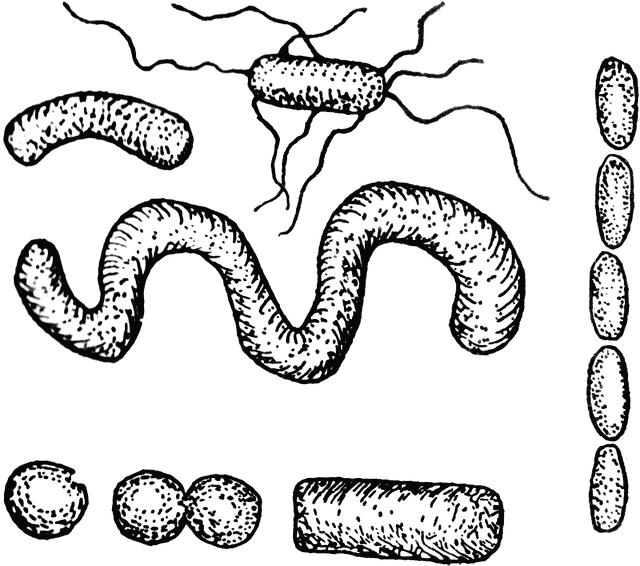 Bacterial Morphology Diagram - Common Shapes and Structures in Microbiology