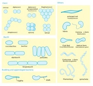 Bacterial Morphology Classification Chart | Microbiology Reference