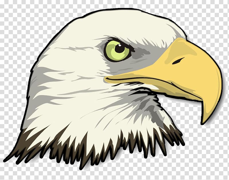 Illustration of a bald eagle’s head with sharp yellow beak, green eye, and white feathers against transparent background.