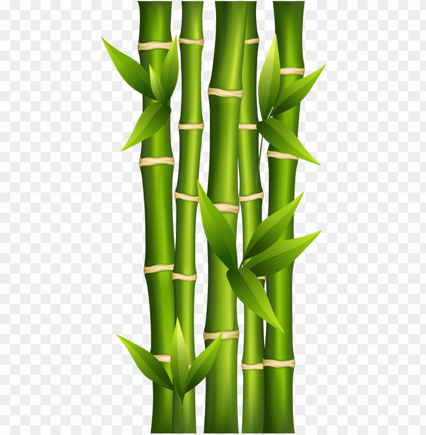 Vibrant green bamboo stalks with fresh leaves on transparent background, ideal for eco-designs and nature themes.