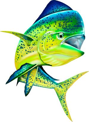 Mahi-Mahi Fish Illustration - Colorful Marine Species Art