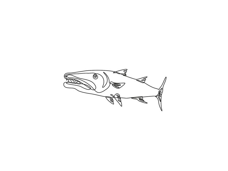 Line drawing of a barracuda with sharp teeth, open mouth, and streamlined body.