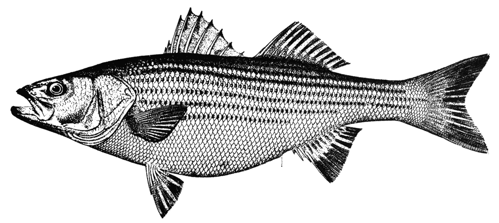 Black-and-white scientific illustration of a striped bass (Morone saxatilis) showing detailed scales, fins, and lateral stripes.
