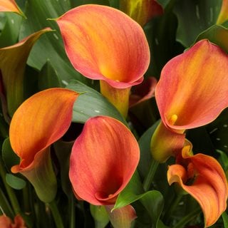calla lilys